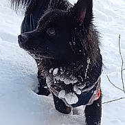 Moyou a rejoint le concours — aidez-le/la à gagner de superbes lots ! dog, black_dog, snow, winter, animal, pet, outdoor, fur, snowy, nature, curious, alert, cold, mammal, canine, walking, playful, winter_clothing, snow_covered, daylight