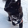 dog, black_dog, snow, winter, animal, pet, outdoor, fur, snowy, nature, curious, alert, cold, mammal, canine, walking, playful, winter_clothing, snow_covered, daylight