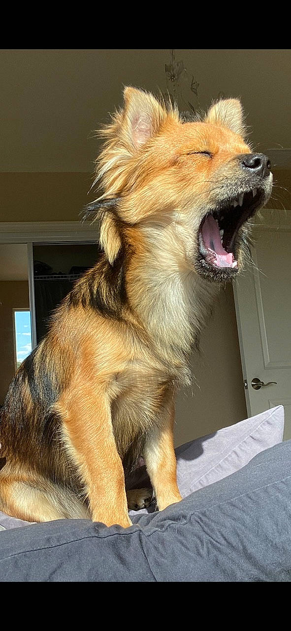 Bear Bear joined the competition — help win amazing prizes! ancient_dog_breeds, canidae, carnivore, claw, collar, companion_dog, dog, dog_breed, dog_collar, fang, fawn, fur, liver, paw, snout, sporting_group, terrestrial_animal, whiskers, working_dog