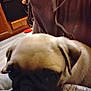 Bear is registered to the contest to win money with this photo: dog, pug, close_up, indoor, animal, pet, face, resting, cozy, kitchen, furniture, brown, cute, companion, domestic_animal, portrait, canine, wrinkled_face, lap, blurred