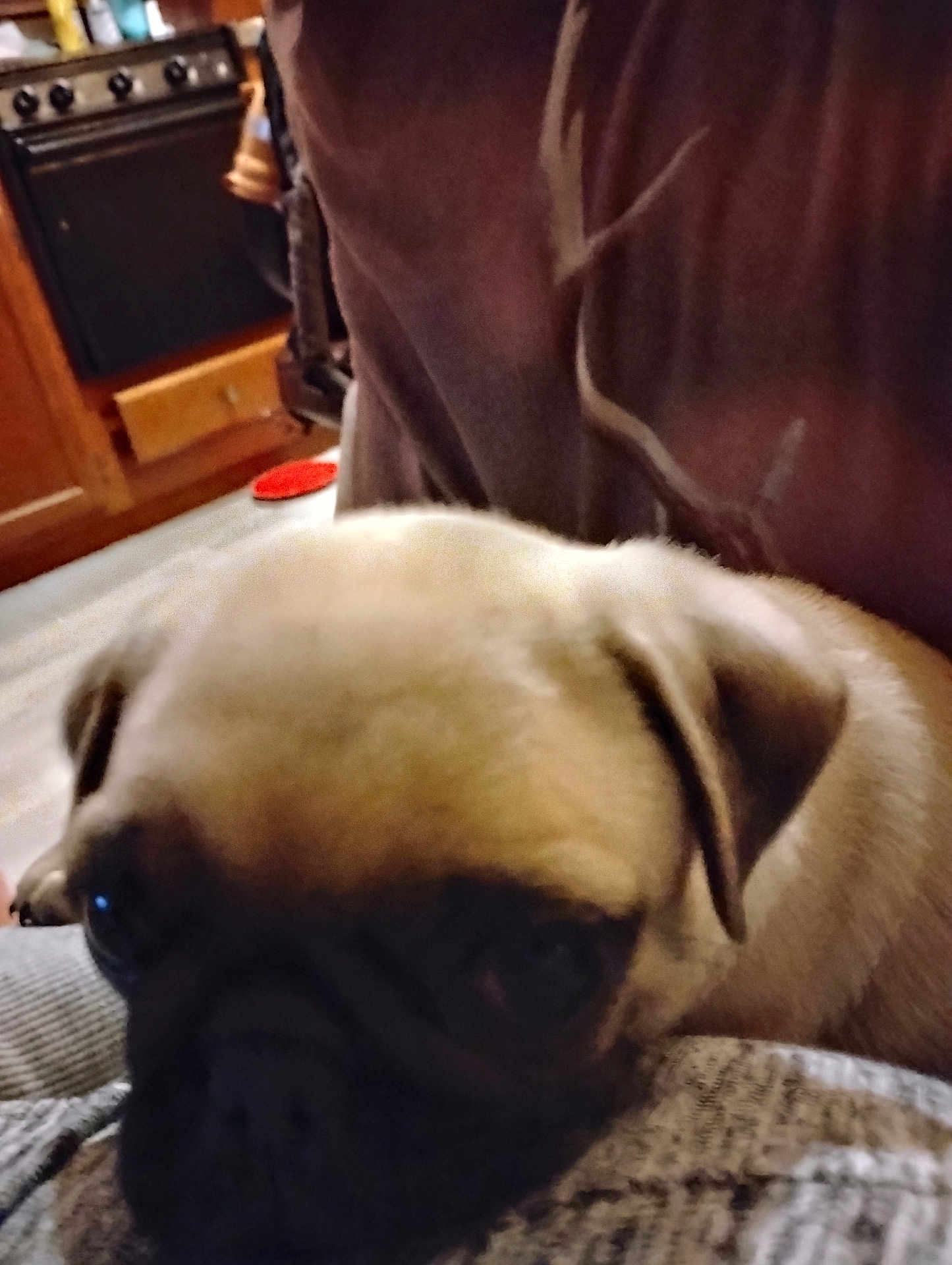 Bear is registered to the contest to win money with this photo: dog, pug, close_up, indoor, animal, pet, face, resting, cozy, kitchen, furniture, brown, cute, companion, domestic_animal, portrait, canine, wrinkled_face, lap, blurred