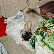 Bear joined the competition — help win amazing prizes! dog, pug, upside_down, blanket, couch, pet, sleeping, relaxed, indoor, fur, paw, cute, animal, cozy, home, resting, comfort, face, toy, colorful