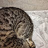 bed, bedding, blanket, cat, closeup, cozy, curled_up, ear, fabric, fur, indoor, mammal, nap_time, pet, resting, sleeping, striped_pattern, tabby_cat, texture, whiskers