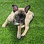Bobby participe au concours pour gagner de l'argent avec cette photo : dog, puppy, french_bulldog, grass, outdoor, pet, animal, cute, ears, fur, brown, black_face, sitting, playful, young, canine, nature, adorable, looking, resting
