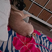 Bobby a rejoint le concours — aidez-le/la à gagner de superbes lots ! animal, basket, black_face, blanket, brown, cozy, dog, ears, floor, floral_pattern, furniture, home_interior, indoor, laying_down, looking_back, pet, pug, relaxing, storage_unit, tail