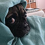 dog, pug, blanket, indoor, cozy, cute, pet, animal, snuggled, face, black, fur, wide_eyes, looking, comfort, soft, texture, home, resting, closeup