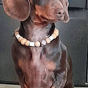 Salomé participe au concours pour gagner de l'argent avec cette photo : dog, dachshund, pet, animal, brown, beaded_necklace, floppy_ears, sitting, indoor, floor, cute, domestic_animal, paw, canine, portrait, looking_away, short_legs, small_dog, fur, companion