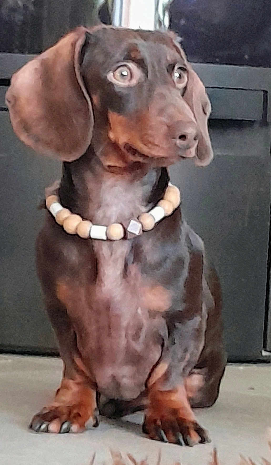 Salomé participe au concours pour gagner de l'argent avec cette photo : dog, dachshund, pet, animal, brown, beaded_necklace, floppy_ears, sitting, indoor, floor, cute, domestic_animal, paw, canine, portrait, looking_away, short_legs, small_dog, fur, companion