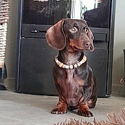 Titou participe au concours pour gagner de l'argent avec cette photo : dog, dachshund, pet, beaded_collar, brown_dog, sitting, floor, indoor, carpet, furniture, cabinet, curious, animal, small_dog, ears, eyes, paw, home, decor, wicker_basket