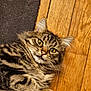 cat, tabby, fur, animal, pet, floor, wooden_floor, carpet, whiskers, ears, eyes, lying_down, curious, indoor, close_up, domestic_cat, mammal, face, portrait, cute
