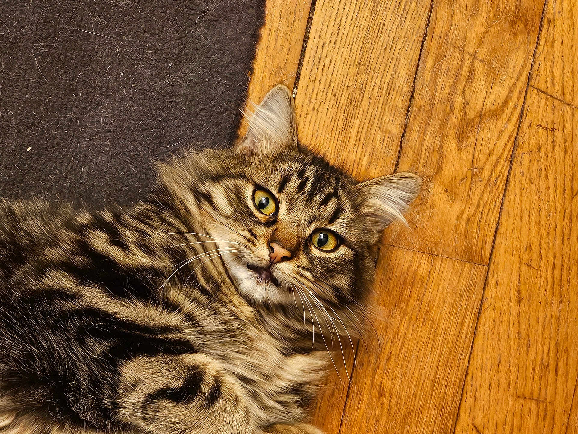 Pepsi a rejoint le concours — aidez-le/la à gagner de superbes lots ! cat, tabby, fur, animal, pet, floor, wooden_floor, carpet, whiskers, ears, eyes, lying_down, curious, indoor, close_up, domestic_cat, mammal, face, portrait, cute