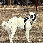 Zeus joined the competition — help win amazing prizes! dog, white_dog, black_patches, harness, outdoor, field, grass, fence, chain_link_fence, standing, happy, pet, animal, canine, looking_back, daylight, nature, fur, ears, tail