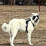 dog, white_dog, black_patches, harness, outdoor, field, grass, fence, chain_link_fence, standing, happy, pet, animal, canine, looking_back, daylight, nature, fur, ears, tail