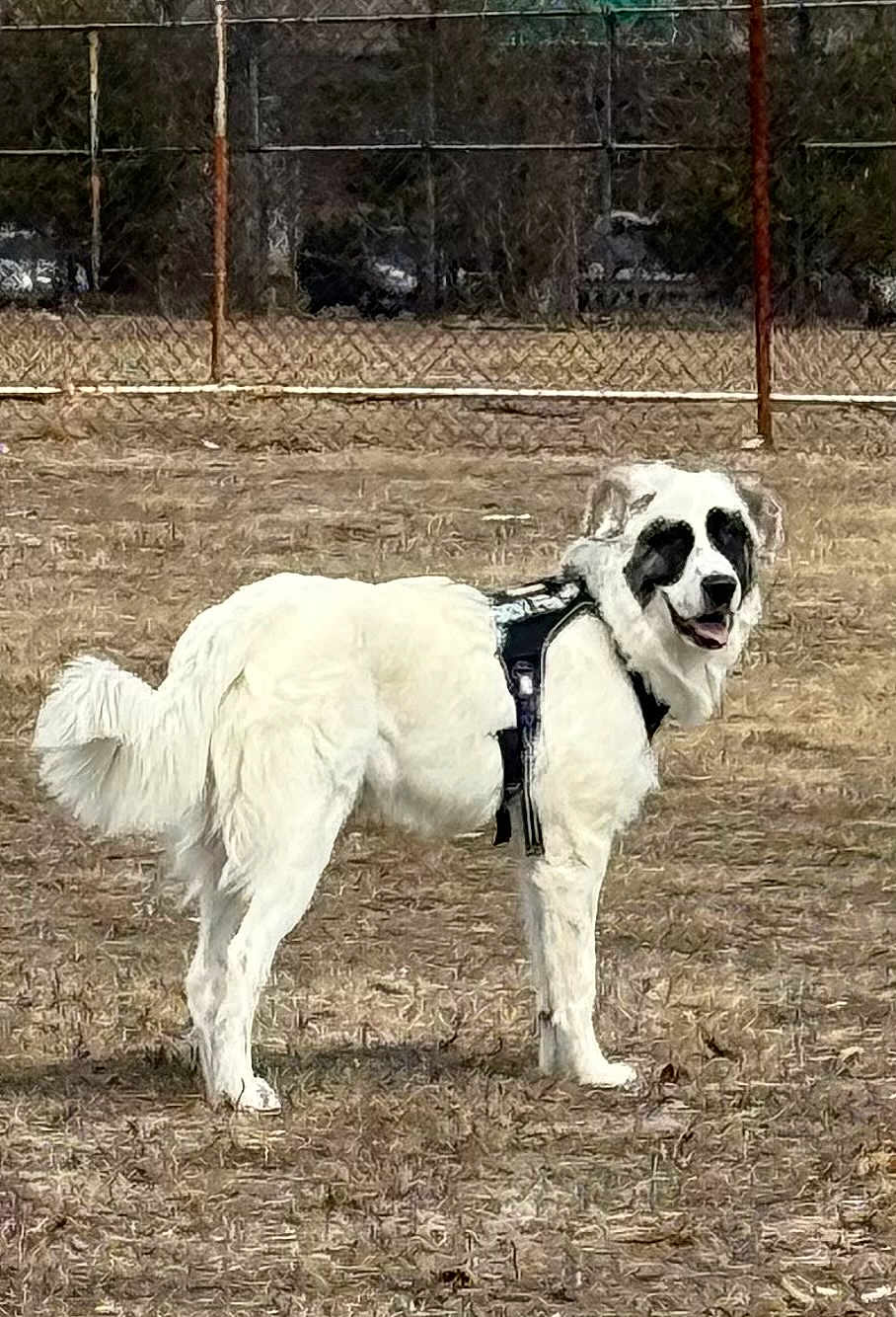 Zeus