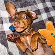 Pickles is registered to the contest to win money with this photo: animal, blanket, brown_dog, chew_toy, cozy, cute, dog, ears, expressive_eyes, fur, gingerbread_man, indoor, lying_down, pet, playful, plush_toy, puppy, small_dog, toy, young_dog