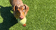 Pickles is registered to the contest to win money with this photo: active, animal, brown_dog, canine, dachshund, daylight, dog, fetch, fun, grass, green, outdoor, pet, playing, shadow, small_dog, summer, sunlight, tennis_ball, toy
