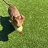 active, animal, brown_dog, canine, dachshund, daylight, dog, fetch, fun, grass, green, outdoor, pet, playing, shadow, small_dog, summer, sunlight, tennis_ball, toy