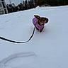 Pickles joined the competition — help win amazing prizes! adventure, animal, canine, cold, dachshund, daytime, dog, fur, leash, nature, outdoor, pet, playful, purple_jacket, small_dog, snow, snowy_field, trees, walking, winter