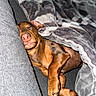 Pickles is registered to the contest to win money with this photo: blanket, brown_dog, comfort, cozy, cushion, cute, dog, domestic_animal, fur, home, indoor, nap, paw, pet, relaxed, resting, sleeping, snuggled, soft, warm