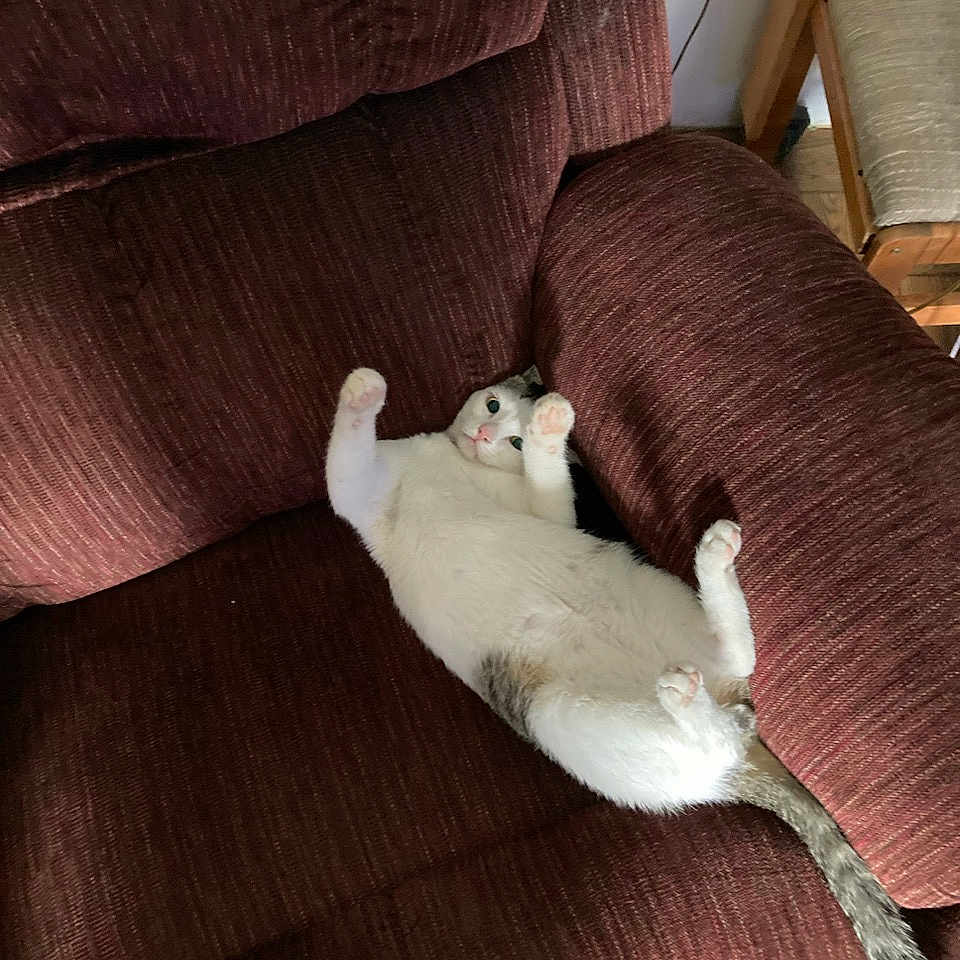 Iggy joined the competition — help win amazing prizes! armchair, cat, cozy, cushion, domestic_cat, floor, fur, furniture, home, indoor, paws_up, pet, playful, relaxed, resting, striped_tail, tail, upside_down, white_cat, wooden_chair