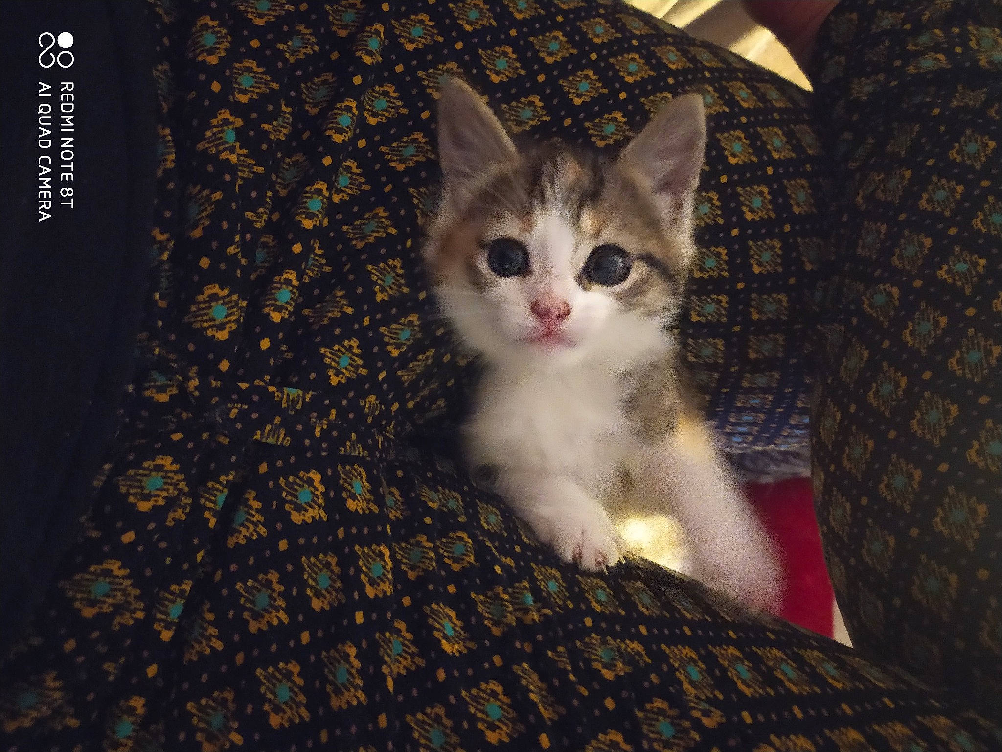 Sushie participe au concours pour gagner de l'argent avec cette photo : animal_shelter, carnivore, cat, darkness, domestic_short_haired_cat, eye, fawn, felidae, fur, paw, photo_caption, plant, small_to_medium_sized_cats, snout, tail, tree, whiskers, wildlife, window, wood