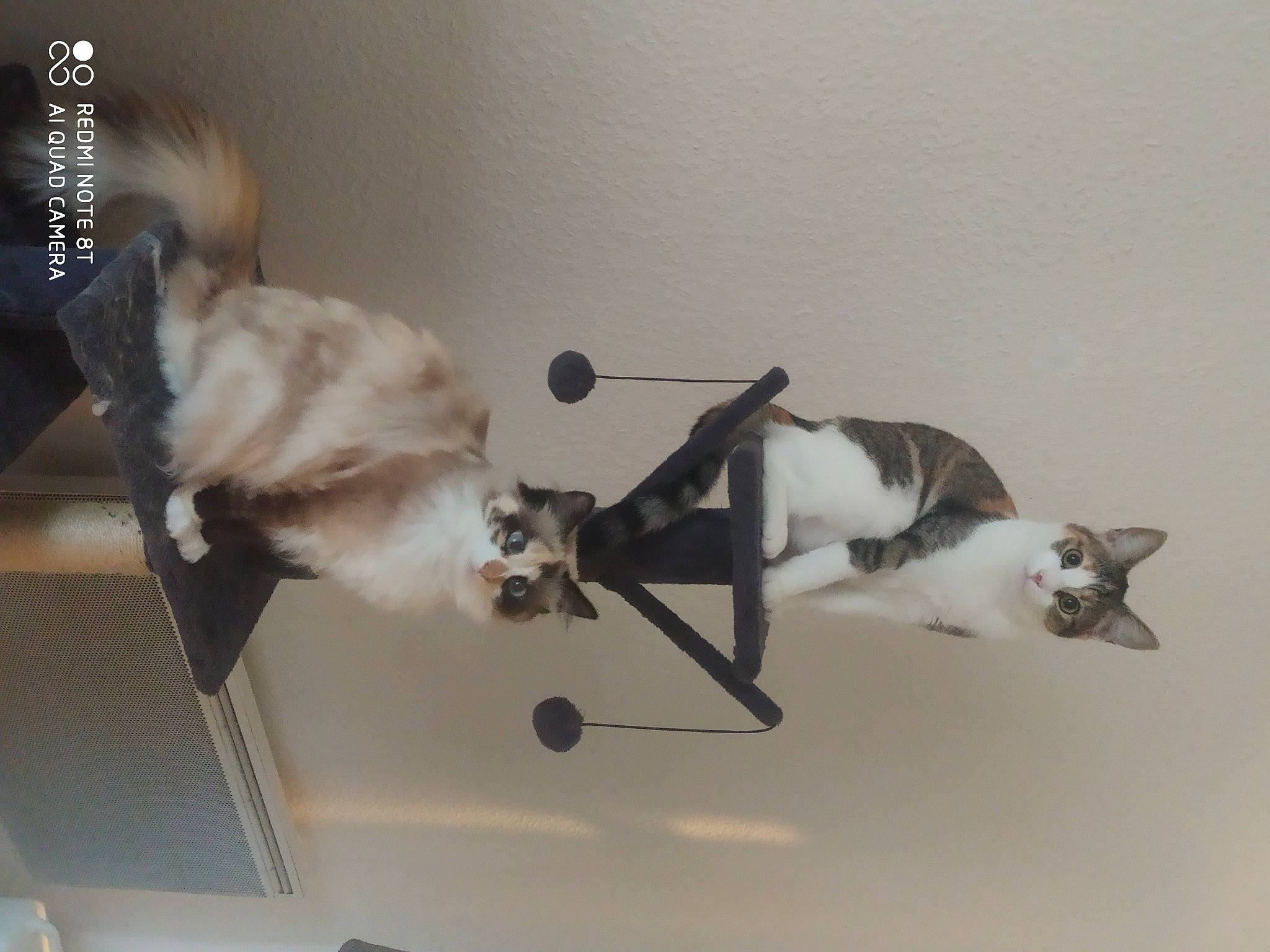 Pouloute Et Sushie a rejoint le concours — aidez-le/la à gagner de superbes lots ! bicycle_handlebar, carnivore, cat, cat_supply, collar, companion_dog, dog_breed, felidae, floor, flooring, fur, hardwood, leash, paw, pet_supply, small_to_medium_sized_cats, sporting_group, tail, whiskers, wood