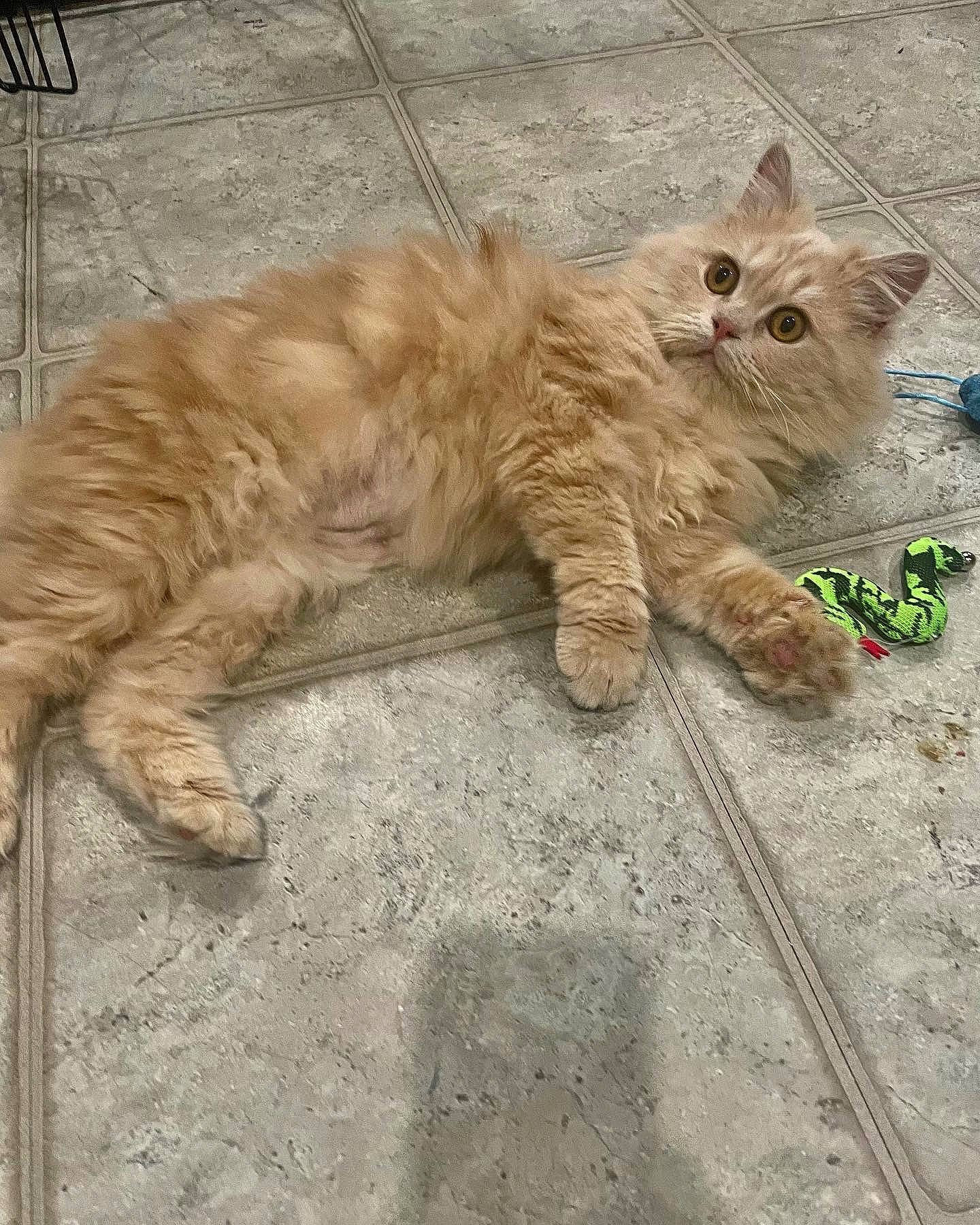 Herbie joined the competition — help win amazing prizes! asphalt, carnivore, cat, claw, domestic_short_haired_cat, eye, fawn, felidae, flooring, fur, paw, road_surface, sidewalk, small_to_medium_sized_cats, snout, soil, tail, terrestrial_animal, whiskers, wood