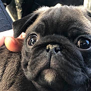 Oréo participe au concours pour gagner de l'argent avec cette photo : ancient_dog_breeds, canidae, carnivore, companion_dog, dog, dog_breed, dog_collar, eye, fawn, mammal, nose, pug, puppy, skin, snout, sporting_group, toy_dog, vertebrate, whiskers, wrinkle