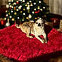 animal, architecture, blanket, boxer, building, bulldog, canine, couch, dog, frenchbulldog, furniture, homedecor, hound, indoors, livingroom, pet, pitbull, pug, puppy, quilt