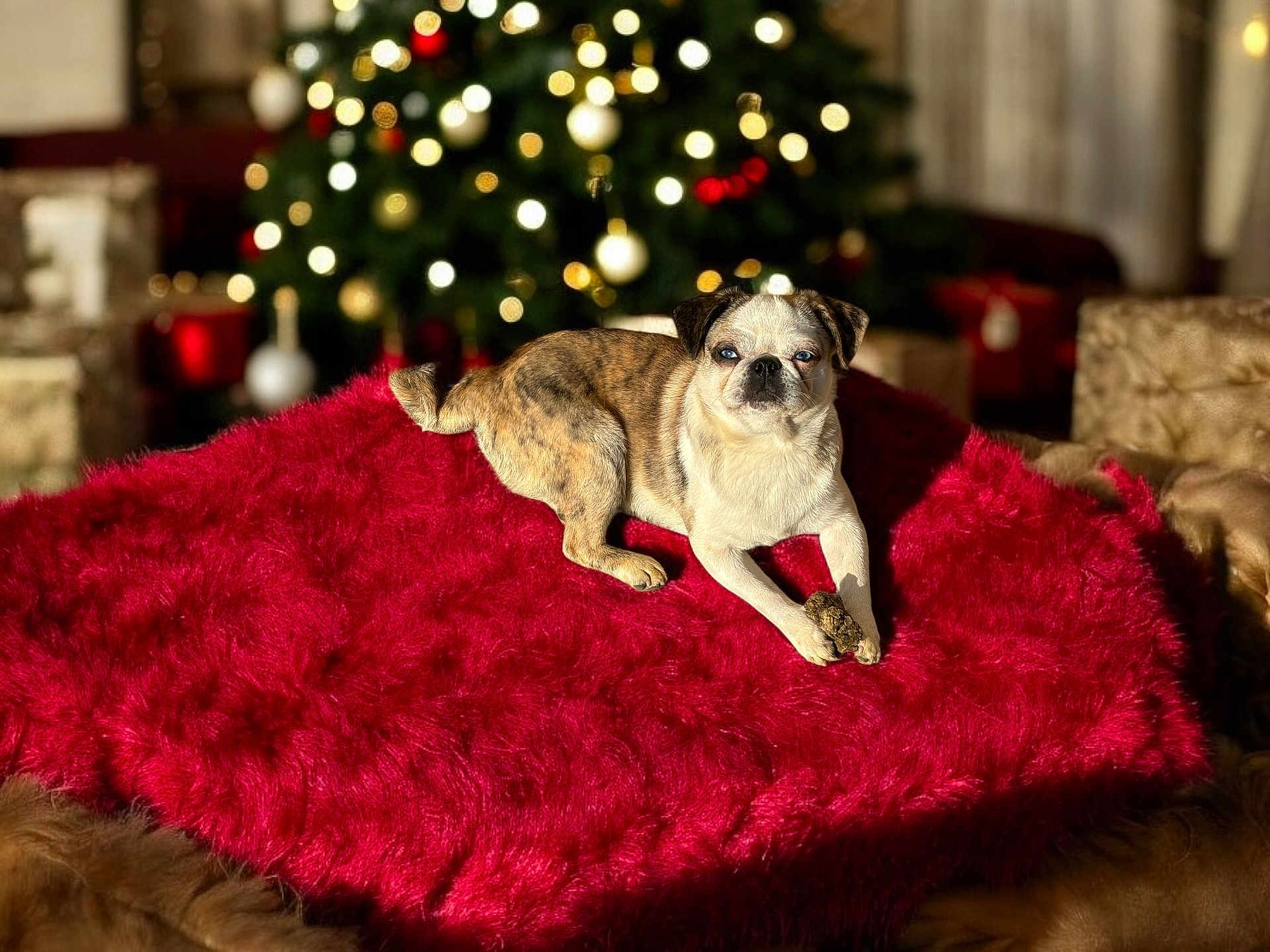 Bambi a rejoint le concours — aidez-le/la à gagner de superbes lots ! animal, architecture, blanket, boxer, building, bulldog, canine, couch, dog, frenchbulldog, furniture, homedecor, hound, indoors, livingroom, pet, pitbull, pug, puppy, quilt