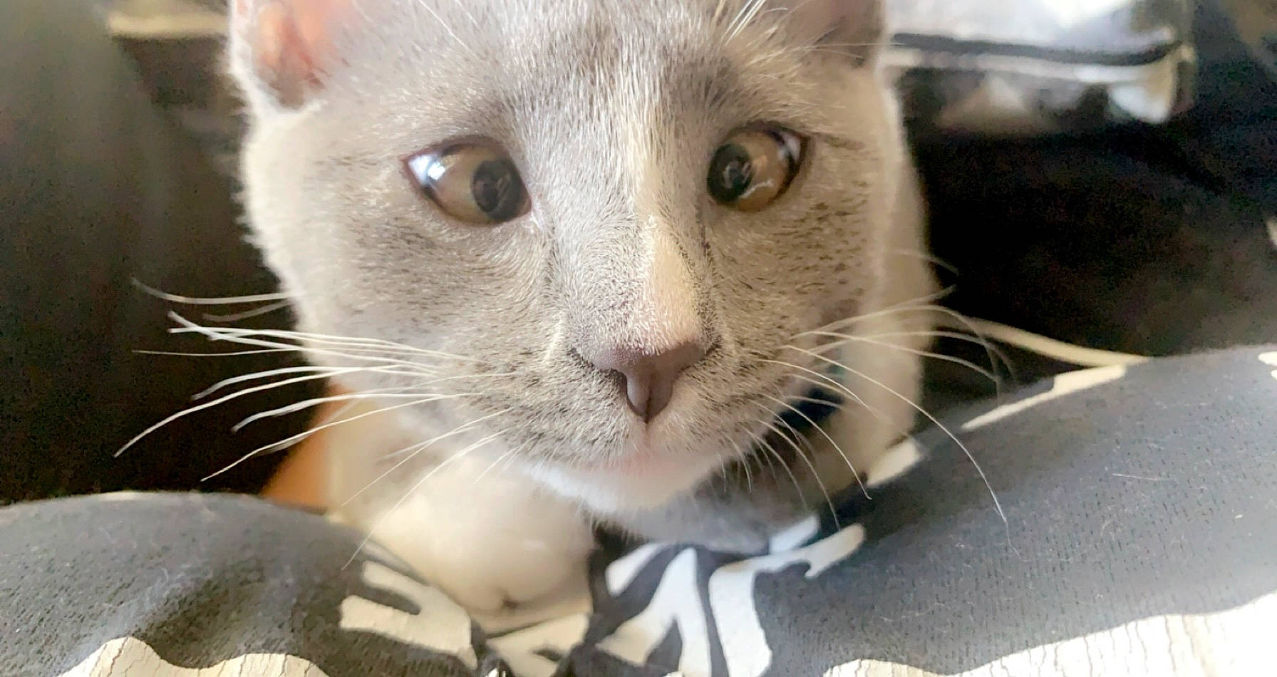 Handsome joined the competition — help win amazing prizes! aegean_cat, asian, burmese, burmilla, carnivore, cat, domestic_short_haired_cat, fawn, felidae, javanese, kitten, mammal, oriental_longhair, singapura, small_to_medium_sized_cats, snout, vertebrate, whiskers