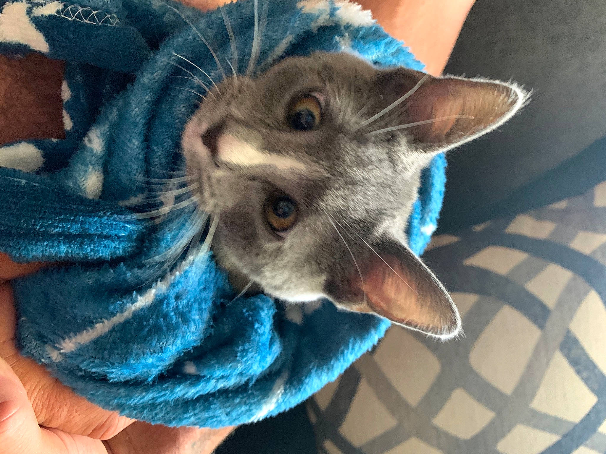 Handsome joined the competition — help win amazing prizes! carnivore, cat, devon_rex, felidae, german_rex, kitten, korat, oriental_shorthair, peterbald, russian_blue, small_to_medium_sized_cats, whiskers