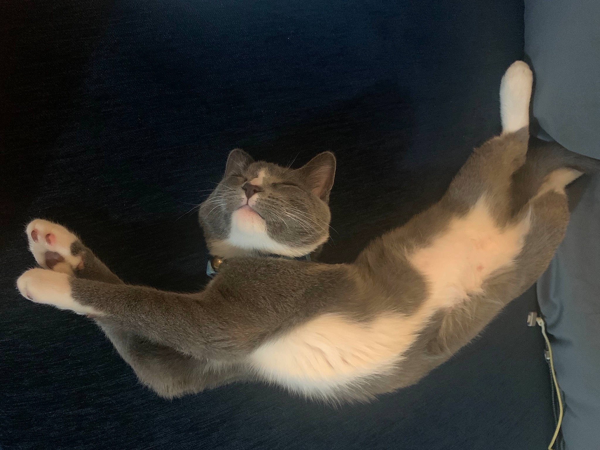 Handsome joined the competition — help win amazing prizes! aegean_cat, american_wirehair, carnivore, cat, fawn, felidae, paw, polydactyl_cat, small_to_medium_sized_cats, tail, whiskers