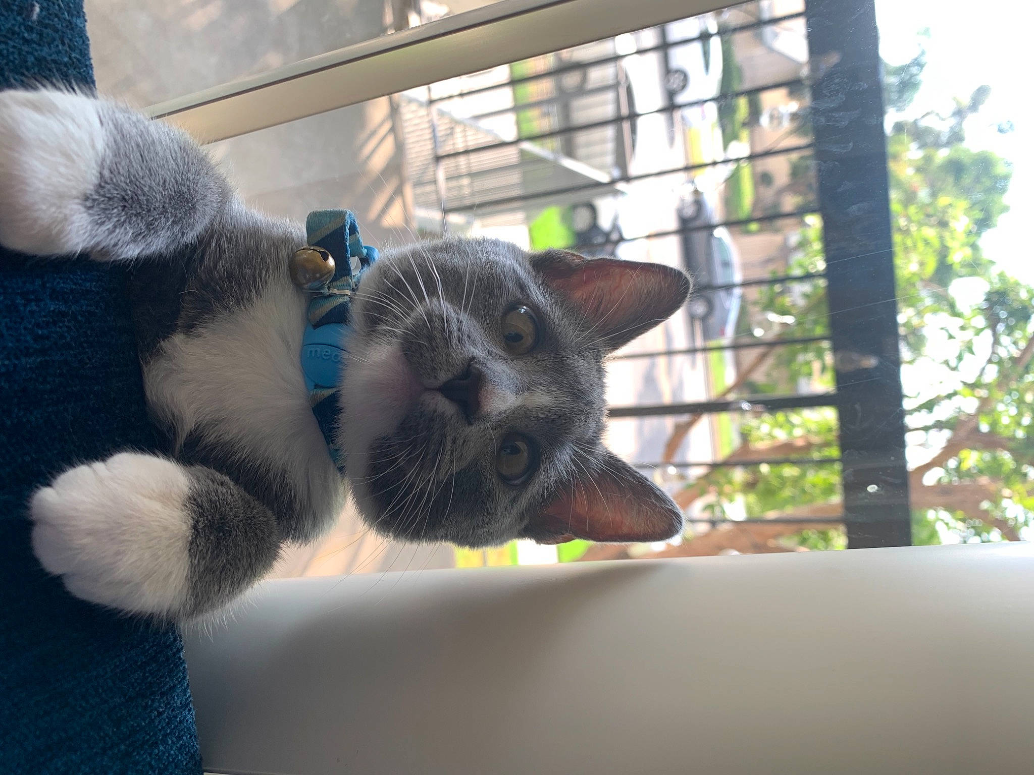 Handsome joined the competition — help win amazing prizes! canidae, carnivore, dog, dog_breed, mammal, puppy, snout, sporting_group, vertebrate, whiskers