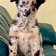 Dakota joined the competition — help win amazing prizes! adorable, animal, canine, couch, cute, dog, ears, face, fluffy, fur, furry, indoor, looking, pet, portrait, puppy, sitting, spotted, teal, young