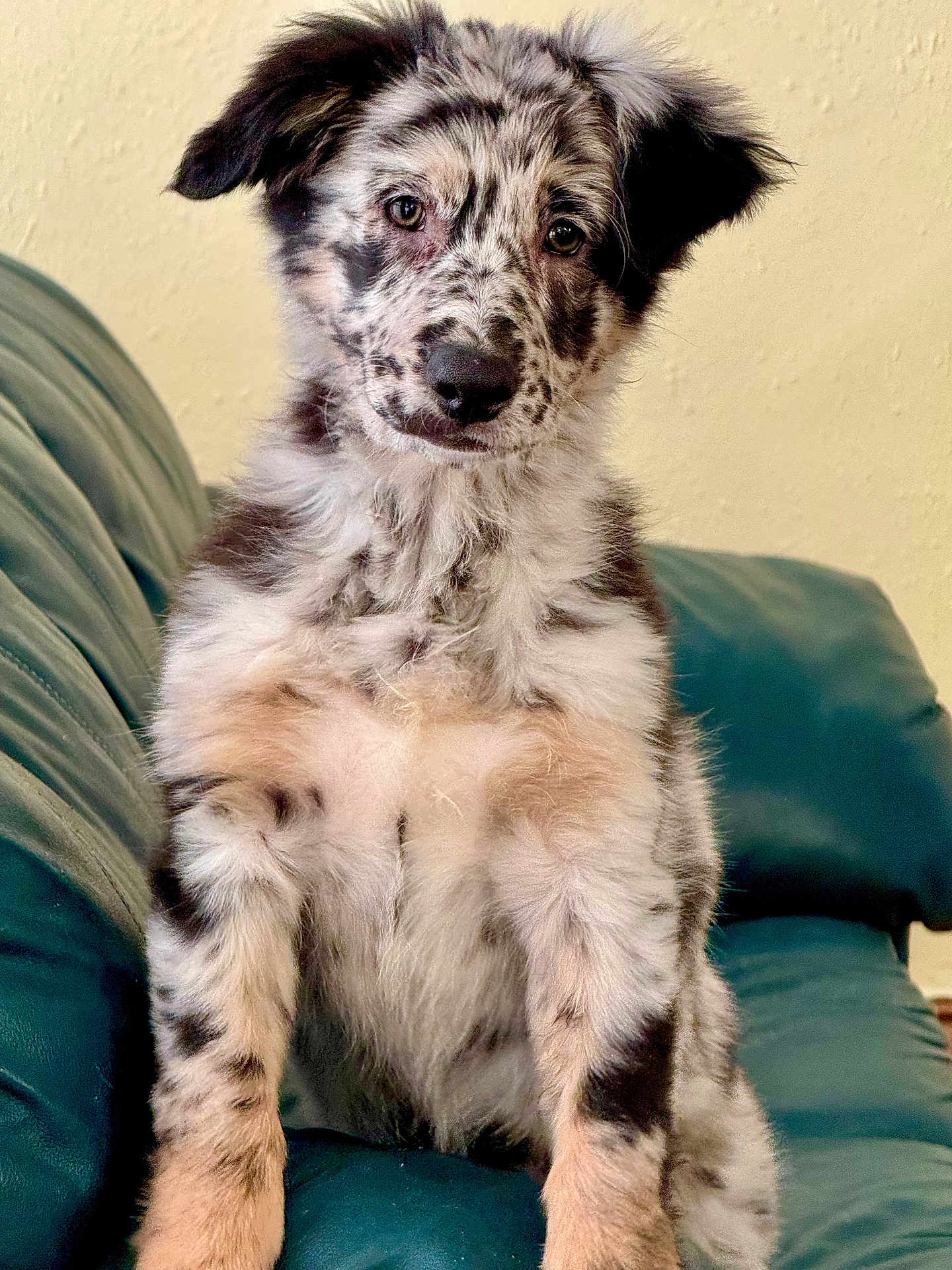 Dakota joined the competition — help win amazing prizes! adorable, animal, canine, couch, cute, dog, ears, face, fluffy, fur, furry, indoor, looking, pet, portrait, puppy, sitting, spotted, teal, young