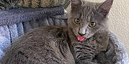 Ayko a rejoint le concours — aidez-le/la à gagner de superbes lots ! cat, kitten, gray_cat, tabby_cat, cat_tree, pet, animal, feline, tongue_out, playful, cute, cozy, indoor, resting, fur, whiskers, ears, eyes, paws, relaxed