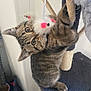 kitten, tabby, cat, toy_mouse, cat_tree, indoor, playful, fuzzy, whiskers, ears, claws, fur, pet, animal, feline, guitar, floor, curious, young, hunting