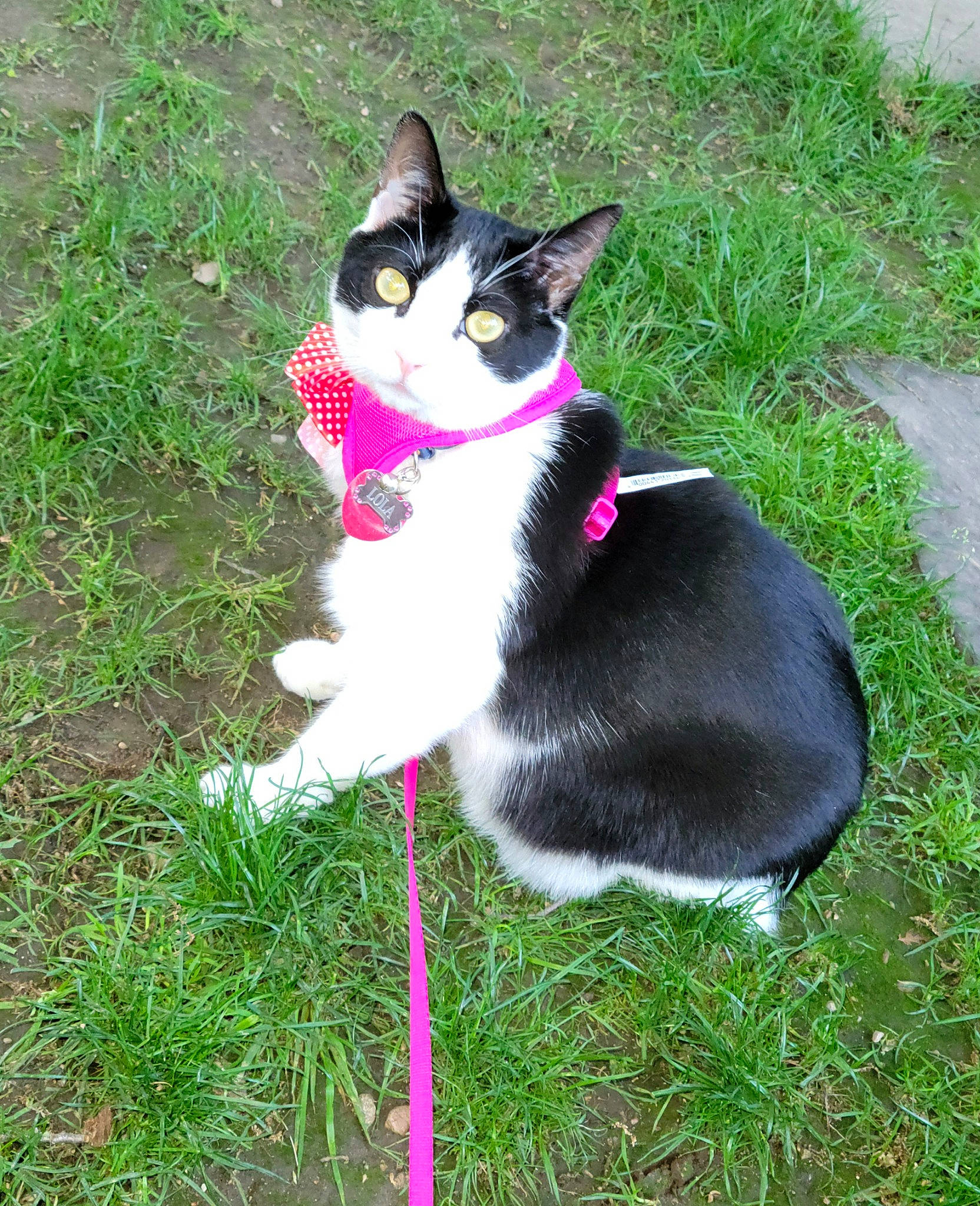 Lola is registered to the contest to win money with this photo: canidae, carnivore, cat, collar, dog_breed, domestic_short_haired_cat, fashion_accessory, felidae, foot, formal_wear, fur, grass, grass_family, groundcover, plant, small_to_medium_sized_cats, snout, tail, terrestrial_animal, whiskers