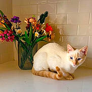 Mara joined the competition — help win amazing prizes! cat, blue_eyes, cream_colored, sitting, countertop, lego_flowers, vase, colorful, indoor, tiled_wall, pet, curled_tail, whiskers, close_up, houseplant, decorative, still_life, domestic_animal, quiet, natural_light