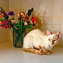 cat, blue_eyes, cream_colored, sitting, countertop, lego_flowers, vase, colorful, indoor, tiled_wall, pet, curled_tail, whiskers, close_up, houseplant, decorative, still_life, domestic_animal, quiet, natural_light