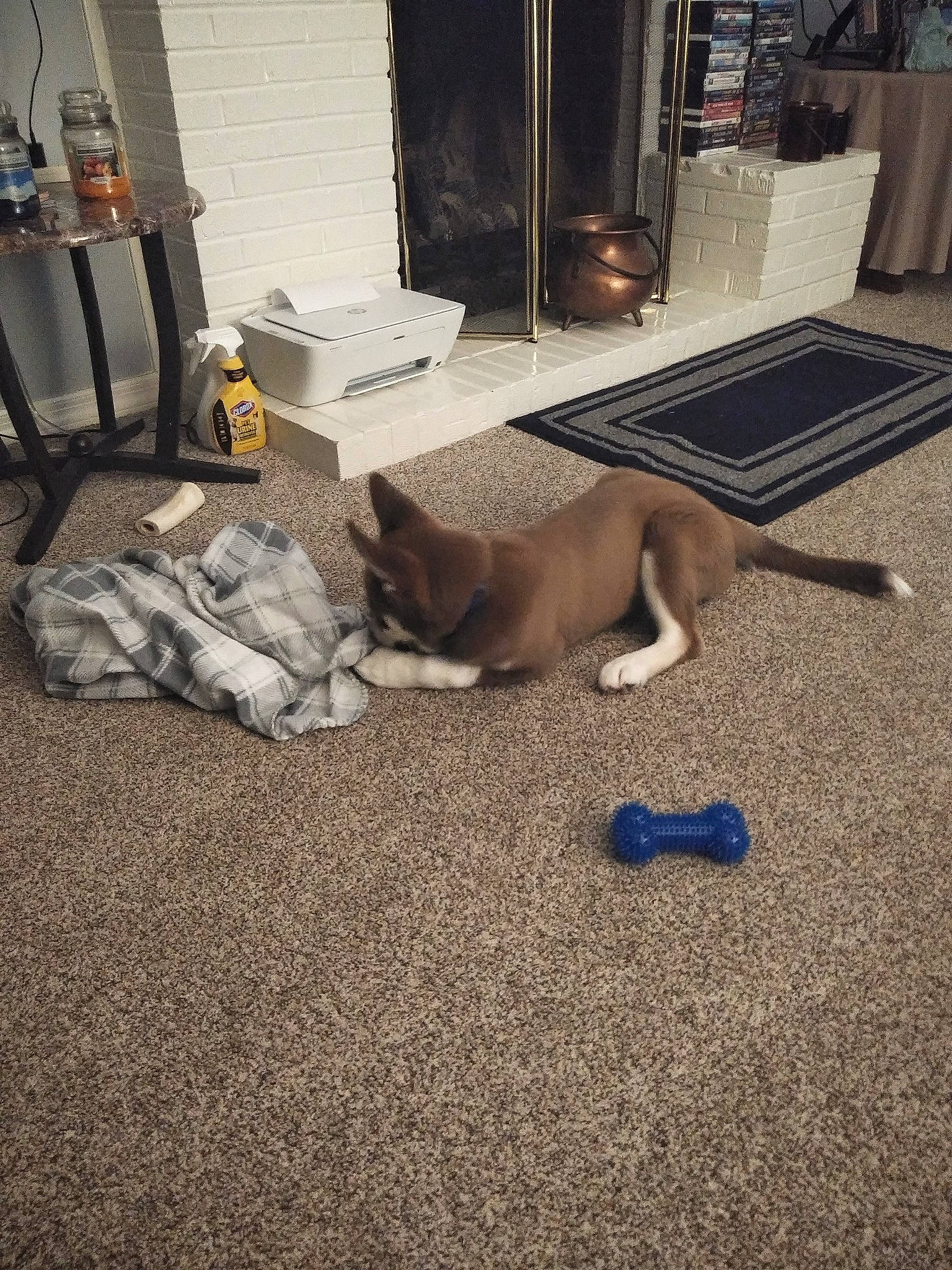 Bleu joined the competition — help win amazing prizes! canidae, carnivore, carpet, comfort, companion_dog, dog, dog_breed, fawn, felidae, floor, flooring, fur, hardwood, road_surface, room, sidewalk, small_to_medium_sized_cats, sporting_group, tail, wood