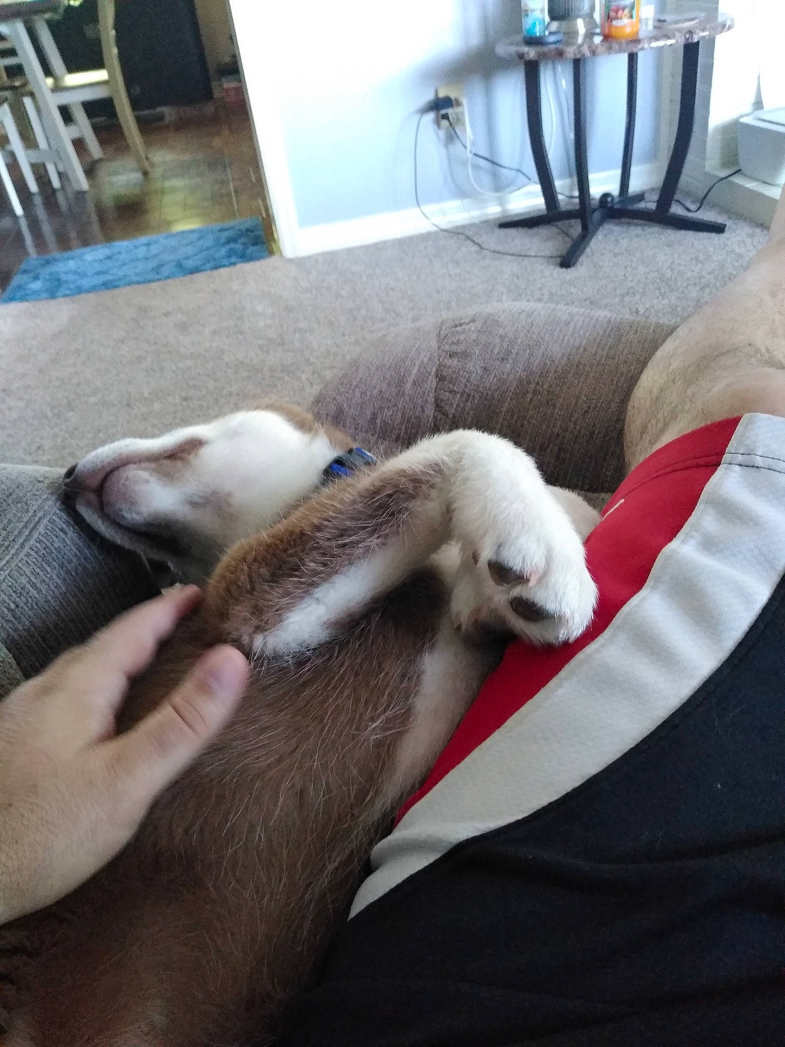 Bleu is registered to the contest to win money with this photo: canidae, carnivore, chair, comfort, companion_dog, dog_breed, domestic_short_haired_cat, fawn, felidae, flooring, fur, human_leg, kitchen_appliance, room, small_to_medium_sized_cats, snout, sporting_group, tail, whiskers, wood