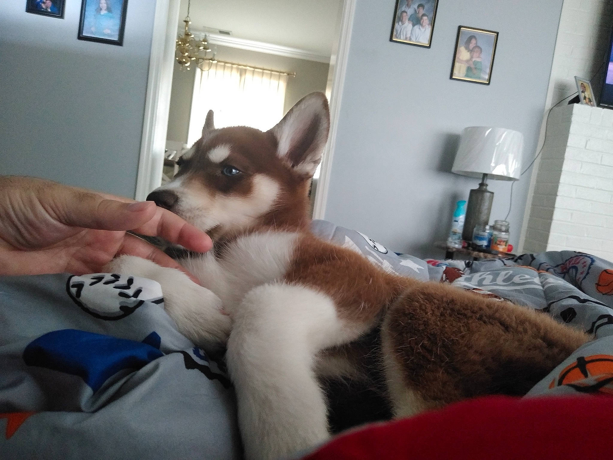 Bleu joined the competition — help win amazing prizes! carnivore, comfort, companion_dog, dog, dog_breed, domestic_short_haired_cat, felidae, flooring, fur, lamp, paw, picture_frame, room, siberian_husky, sled_dog, small_to_medium_sized_cats, whiskers, window, wood, working_animal