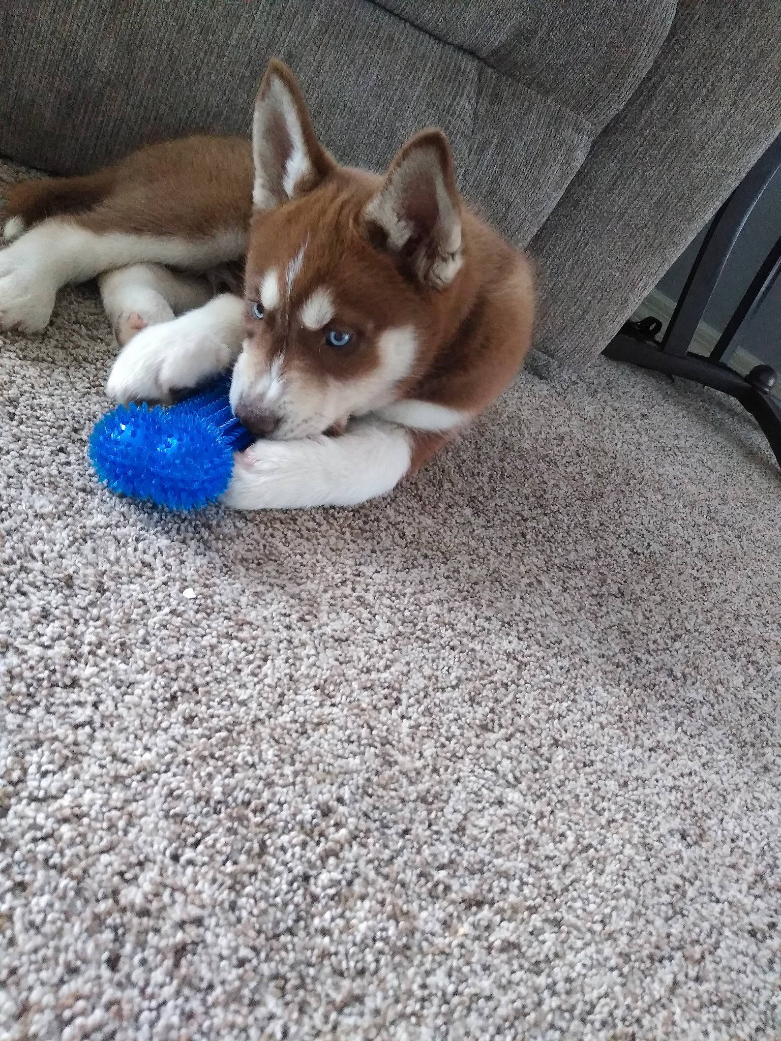 Bleu is registered to the contest to win money with this photo: carnivore, comfort, companion_dog, dog, dog_breed, electric_blue, fawn, felidae, floor, flooring, fur, hardwood, human_leg, paw, road_surface, small_to_medium_sized_cats, spitz, tail, whiskers, wood