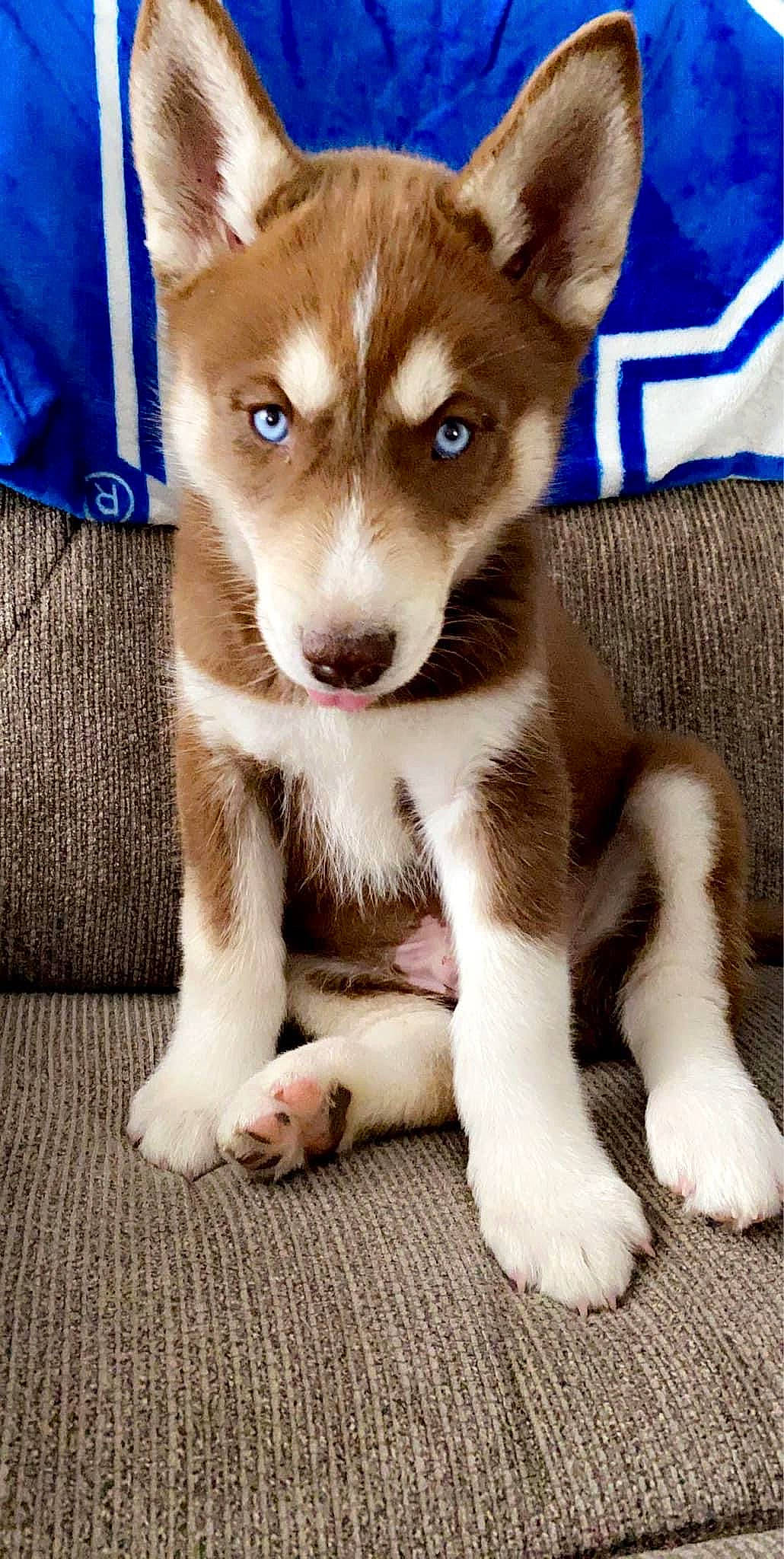 Bleu is registered to the contest to win money with this photo: ancient_dog_breeds, canidae, canis, carnivore, companion_dog, dog, dog_breed, electric_blue, fawn, fur, non_sporting_group, paw, snout, sporting_group, tail, terrestrial_animal, whiskers, working_animal, working_dog