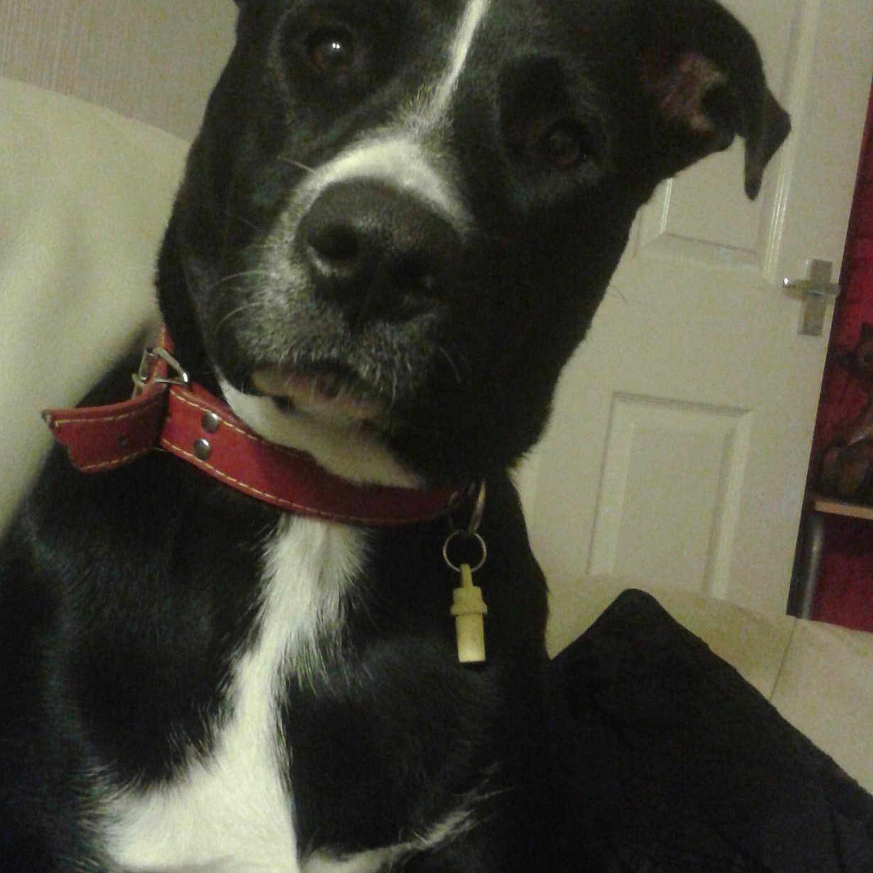Rosie
