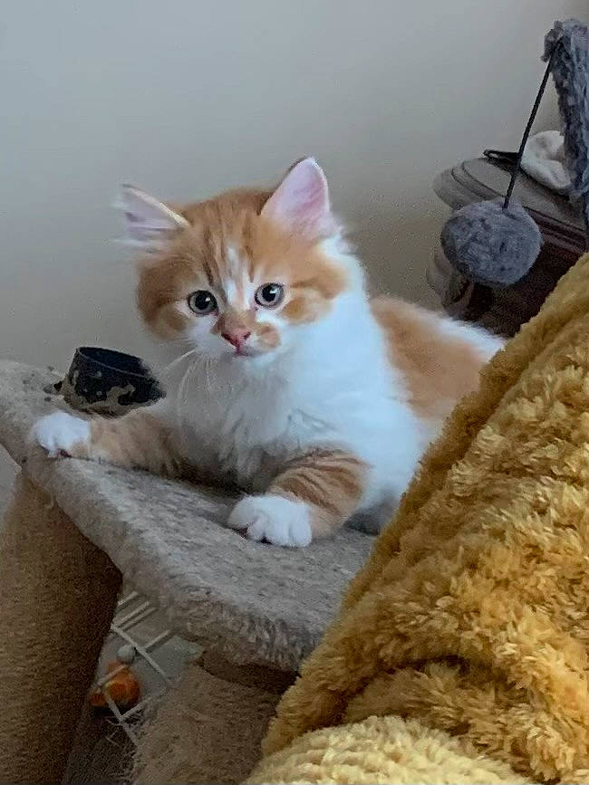 Ziggy joined the competition — help win amazing prizes! box, carnivore, cat, cat_furniture, cat_supply, claw, comfort, domestic_short_haired_cat, fawn, felidae, flooring, fur, paw, pet_supply, sitting, small_to_medium_sized_cats, snout, tail, whiskers, wood