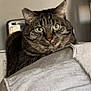 Danny is registered to the contest to win money with this photo: cat, tabby, indoor, curious, green_eyes, whiskers, ears, cushion, gray, texture, pet, feline, closeup, animal, fur, home, relaxed, looking, face, domestic