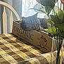Danny is registered to the contest to win money with this photo: cat, tabby_cat, cardboard_box, table, tablecloth, checkered, vase, flowers, indoor, daylight, curtain, chair, organic, strawberries, cozy, pet, feline, relaxed, domestic, window